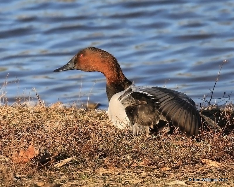 Canvasback male, Tulsa Co, OK, 1-10-17, Jpa_66295.jpg