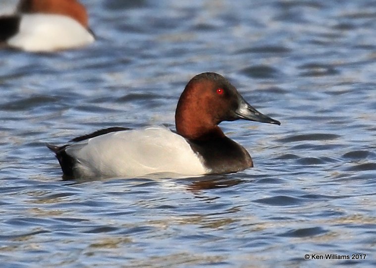 Canvasback male, Tulsa Co, OK, 1-31-17, Jaa_02540.jpg