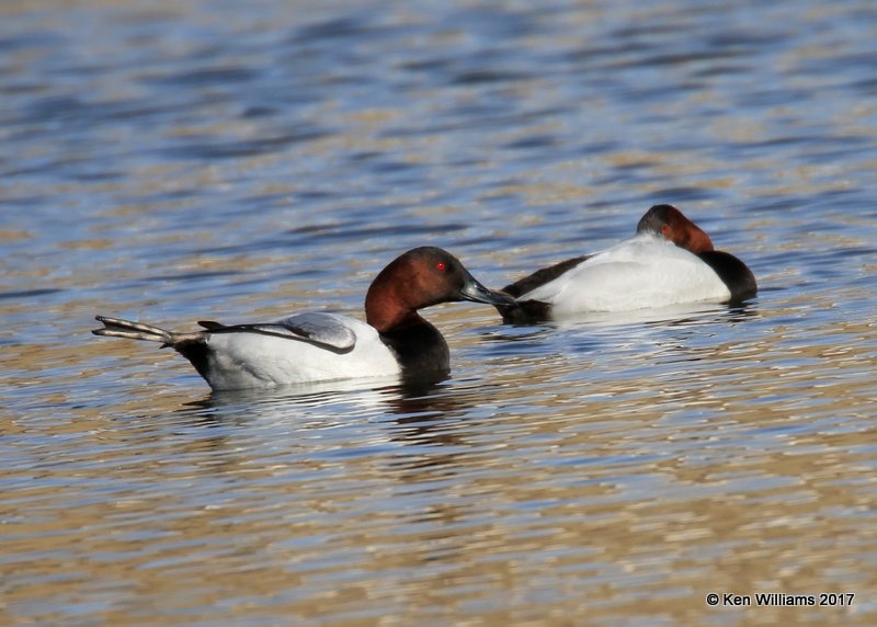 Canvasback males, Tulsa Co, OK, 1-31-17, Ja_02625.jpg