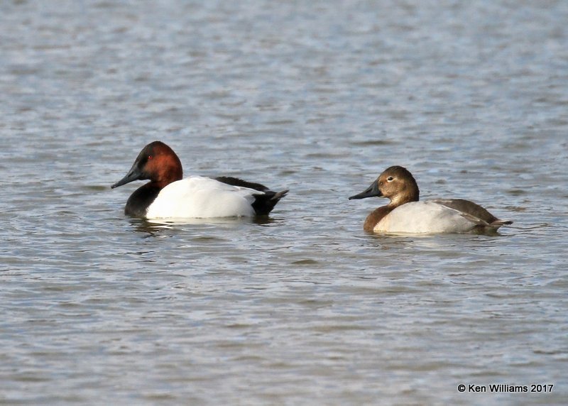 Canvasback pair, Tulsa Co, OK, 1-17-17, Ja_00451.jpg