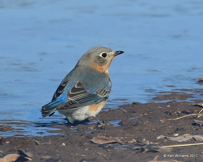 Eastern Bluebird female, Roman Nose State Park, OK, 1-27-17, Ja_01984.jpg