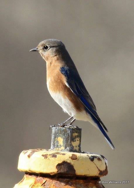 Eastern Bluebird female, Tulsa Co, OK, 1-31-17, Ja_02714.jpg