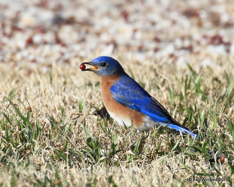 Eastern Bluebird male, Roman Nose State Park, OK, 1-27-17, Ja_01991.jpg