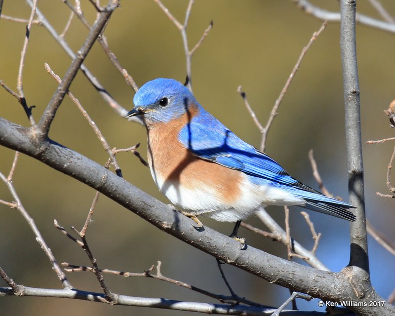 Eastern Bluebird male, Roman Nose State Park, OK, 1-27-17, Ja_02006.jpg