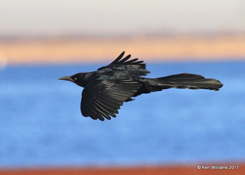 Great-tailed Grackle male, Oklahoma Co, OK, 1-23-2017, Ja_00906.jpg