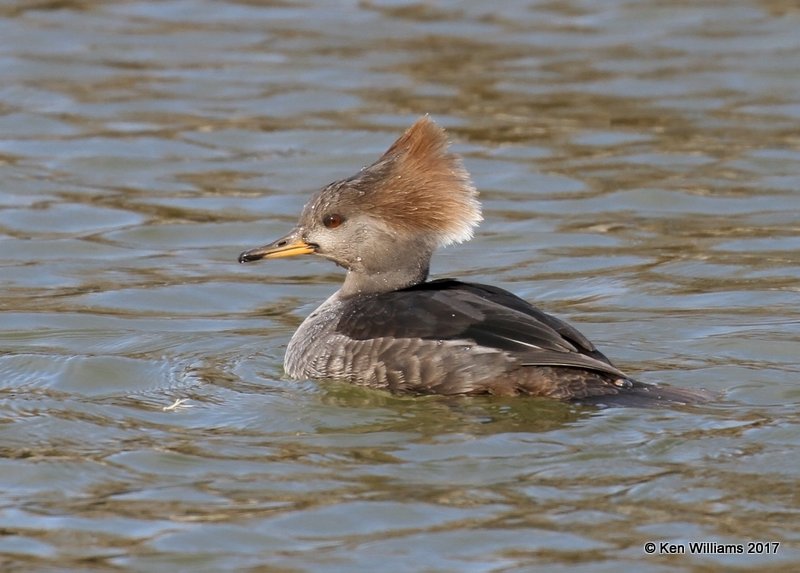 Hooded Merganser female, Tulsa Co, OK, 1-10-17, Jpa_65980.jpg