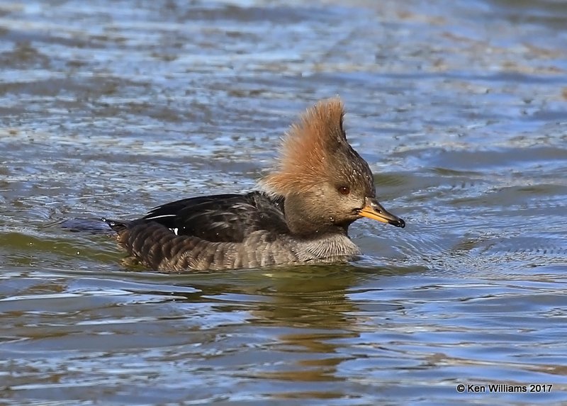 Hooded Merganser female, Tulsa Co, OK, 1-10-17, Jpa_66382.jpg