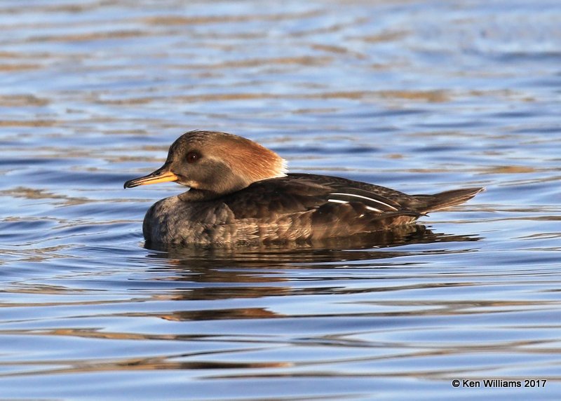 Hooded Merganser female, Tulsa Co, OK, 1-31-17, Ja_02349.jpg