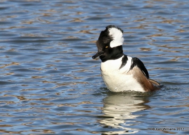 Hooded Merganser male, Tulsa Co, OK, 1-10-17, Jpa_65605.jpg