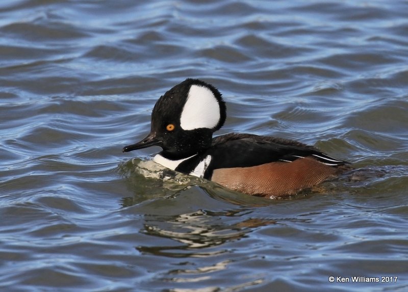 Hooded Merganser male crest raised, Tulsa Co, OK, 1-10-17, Jpa_66052.jpg