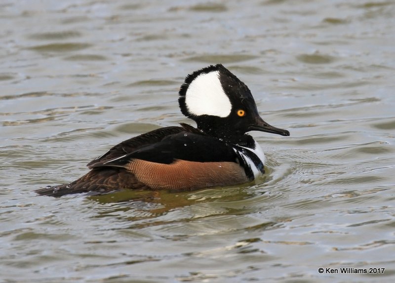 Hooded Merganser male, Tulsa Co, OK, 1-10-17, Jpa_66101.jpg