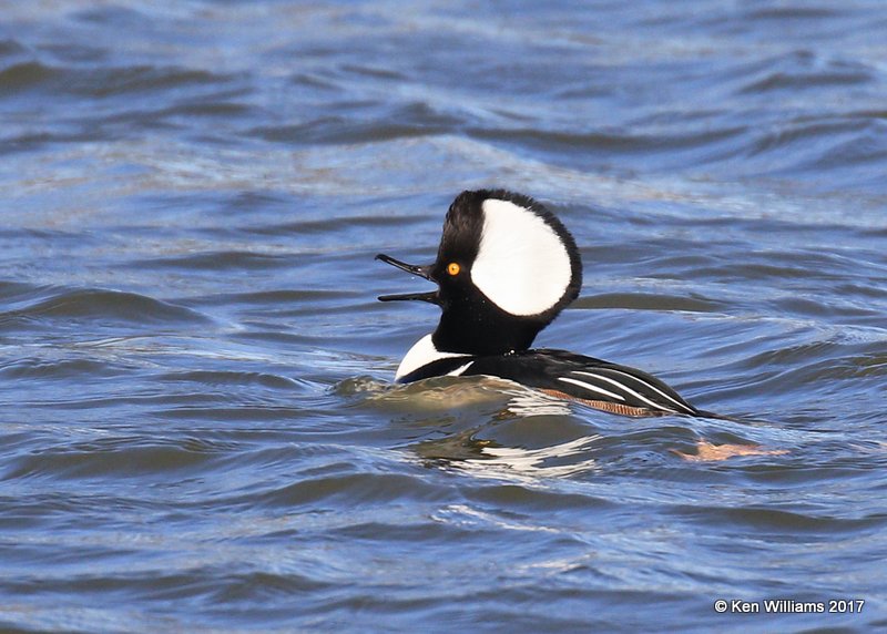 Hooded Merganser male crest raised, Tulsa Co, OK, 1-24-17, Ja_01266.jpg