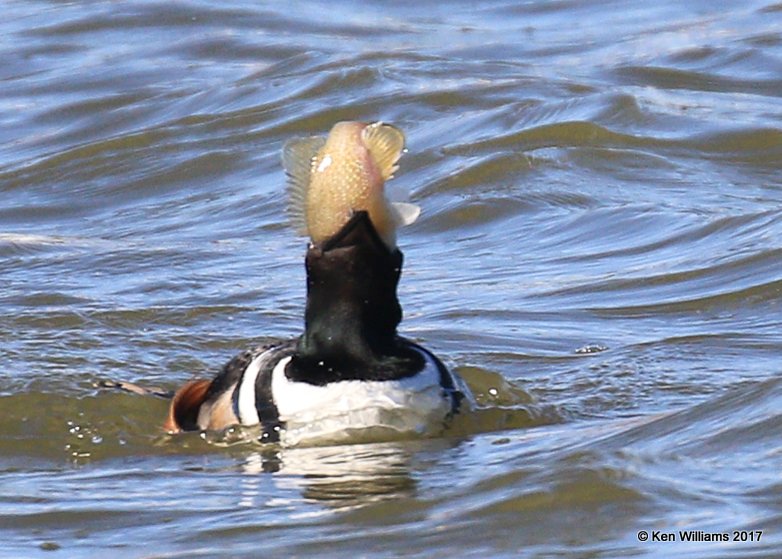 Hooded Merganser male eating a sunfish, Tulsa Co, OK, 1-24-17, Ja_01296.jpg