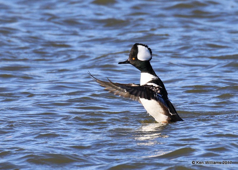 Hooded Merganser male streatching, Tulsa Co, OK, 1-24-17, Ja_01303.jpg