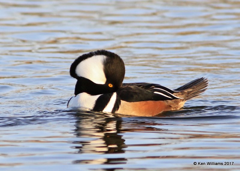 Hooded Merganser male resting, Tulsa Co, OK, 1-31-17, Ja_02162.jpg