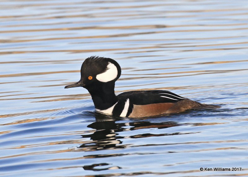 Hooded Merganser male, Tulsa Co, OK, 1-31-17, Ja_02238.jpg