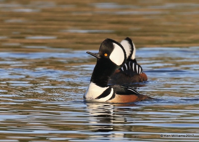 Hooded Merganser male crest raised displaying, Tulsa Co, OK, 1-31-17, Ja_02283.jpg