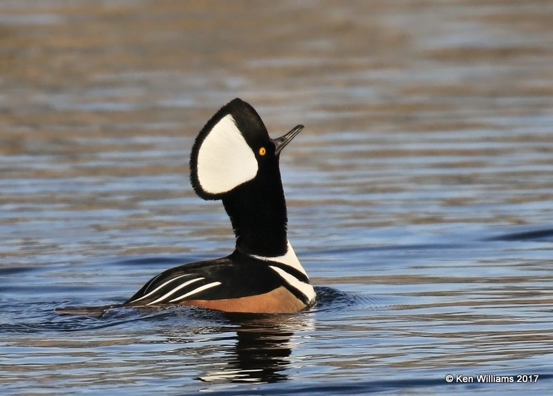 Hooded Merganser male crest raised displaying, Tulsa Co, OK, 1-31-17, Ja_02327.jpg