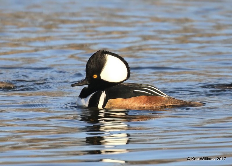 Hooded Merganser male crest raised, Tulsa Co, OK, 1-31-17, Ja_02337.jpg