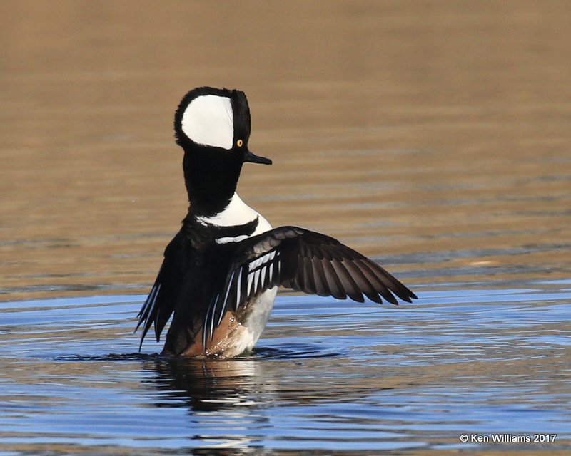 Hooded Merganser male streatching, Tulsa Co, OK, 1-31-17, Ja_02379.jpg