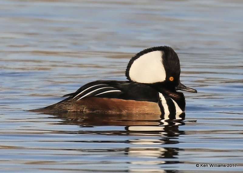 Hooded Merganser male crest raised displaying, Tulsa Co, OK, 1-31-17, Jaa_02298.jpg