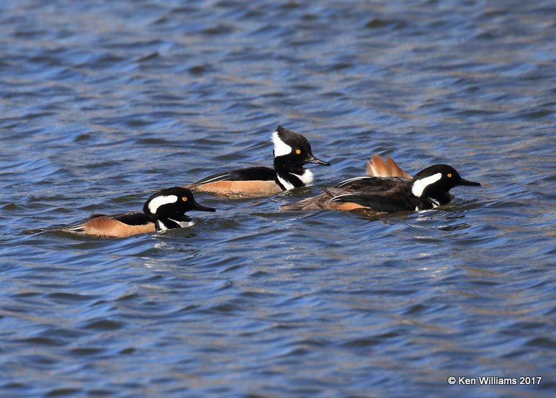 Hooded Merganser males, Tulsa Co, OK, 1-24-17, Ja_01587.jpg