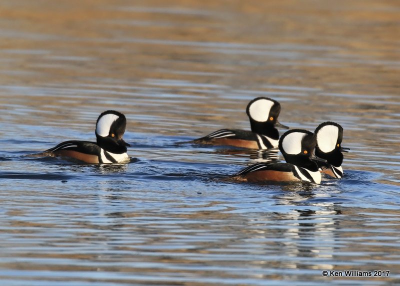 Hooded Merganser males crest raised displaying, Tulsa Co, OK, 1-31-17, Ja_02309.jpg