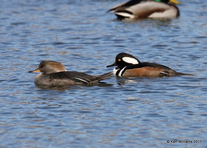 Hooded Merganser pair, Tulsa Co, OK, 1-10-17, Jpa_65700.jpg