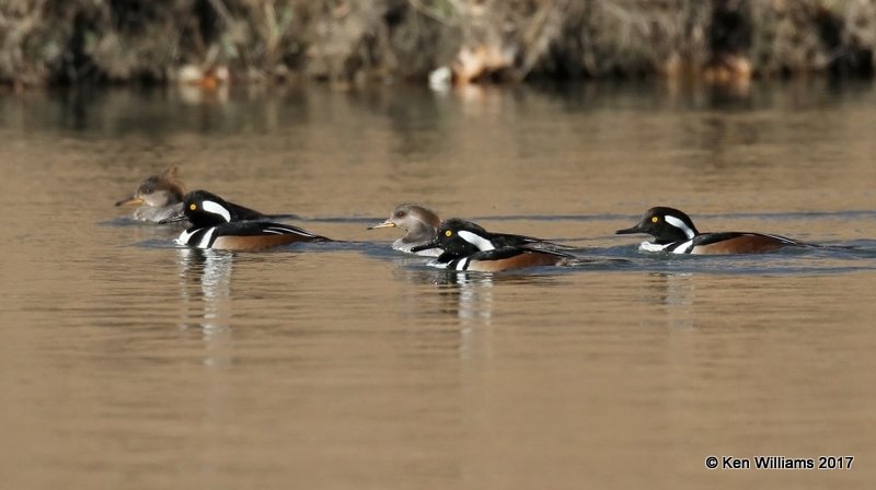 Hooded Merganser, Tulsa Co, OK, 1-10-17, Jpa_65794.jpg