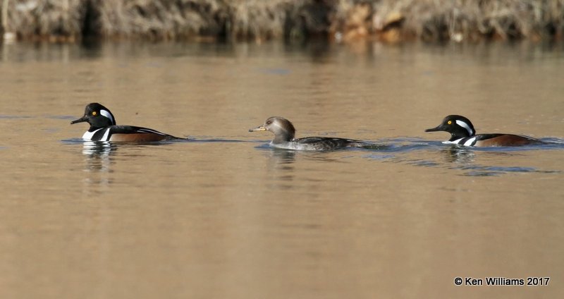 Hooded Mergansers, Tulsa Co, OK, 1-10-17, Jpa_65790.jpg