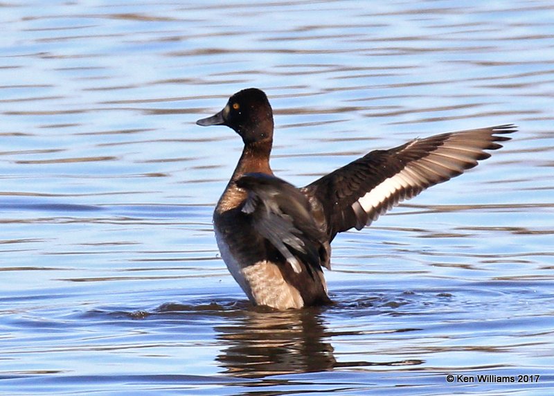 Lesser Scaup female streatching, Tulsa Co, OK, 1-17-17, Jpa_00605.jpg