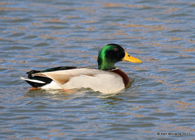 Mallard male, Tulsa Co, OK, 1-24-17, Ja_01362.jpg