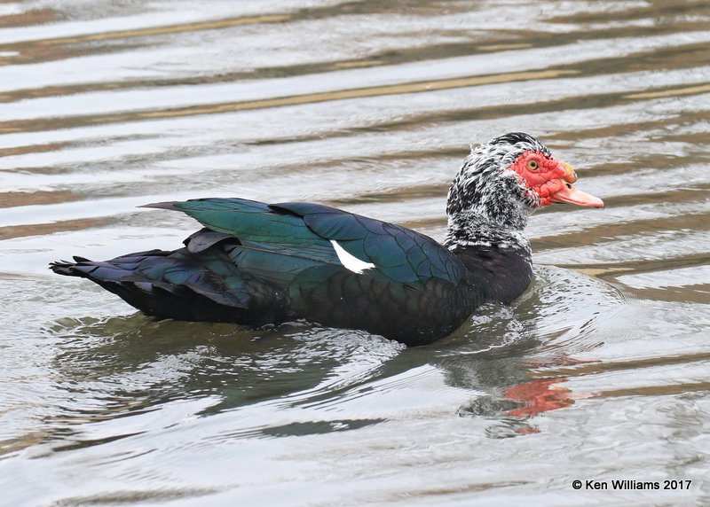 Muscovy Duck - domestic, Tulsa Co, OK, 1-17-17, Jpa_00264.jpg