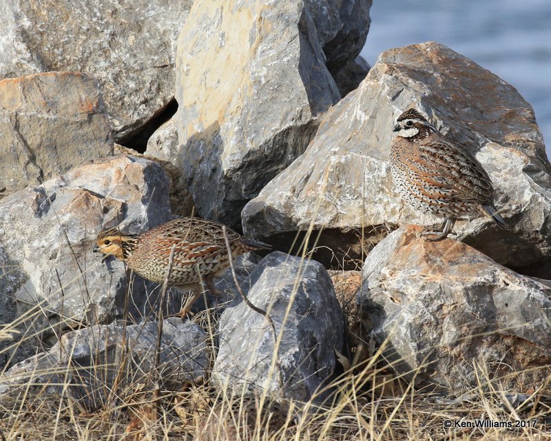 Northern Bobwhite Quail pair, Foss Lake, OK,  01_26_2017_Ja_23371.jpg