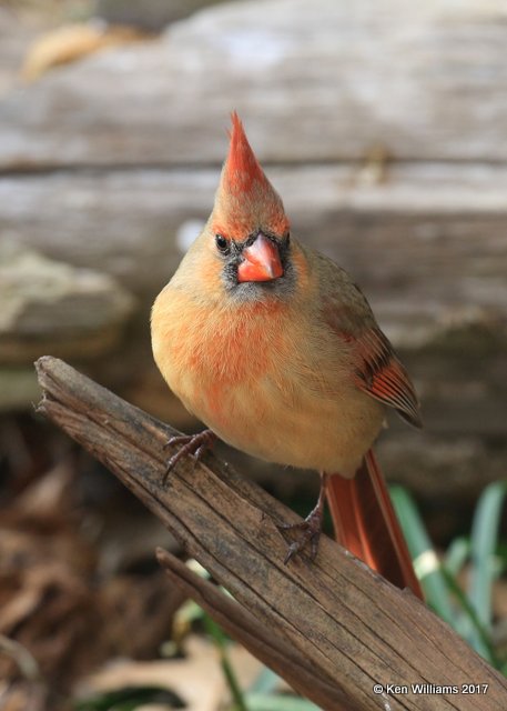 Northern Cardinal female, Rogers Co yard, OK, 1-21-17, Jp_00722.jpg