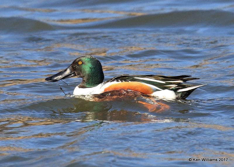 Northern Shoveler male, Tulsa Co, OK, 1-24-17, Ja_01399.jpg