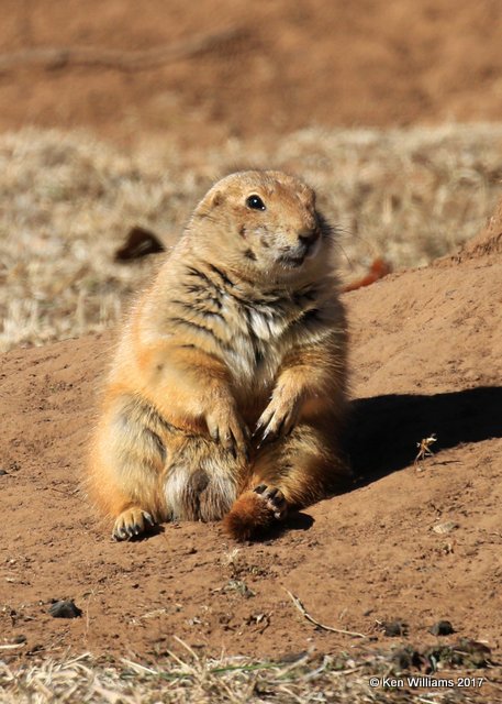 Black-tailed Prairie Dog, Blaine Co, OK,  01_26_2017_Ja_23224.jpg