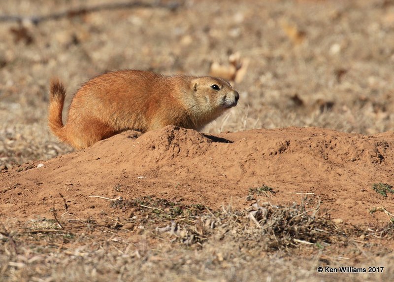 Black-tailed Prairie Dog, Blaine Co, OK,  01_26_2017_Ja_23240.jpg