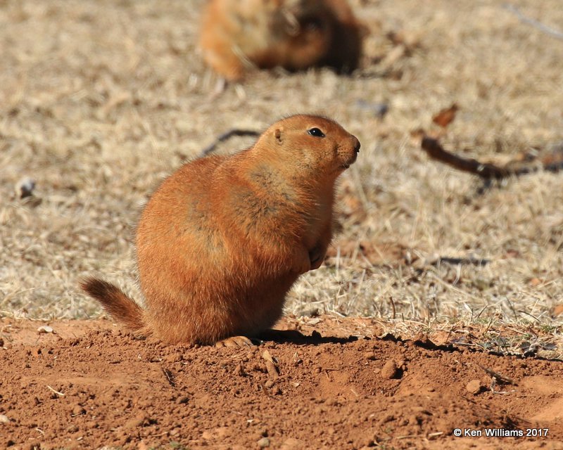 Black-tailed Prairie Dog, Blaine Co, OK,  01_26_2017_Ja_23260.jpg