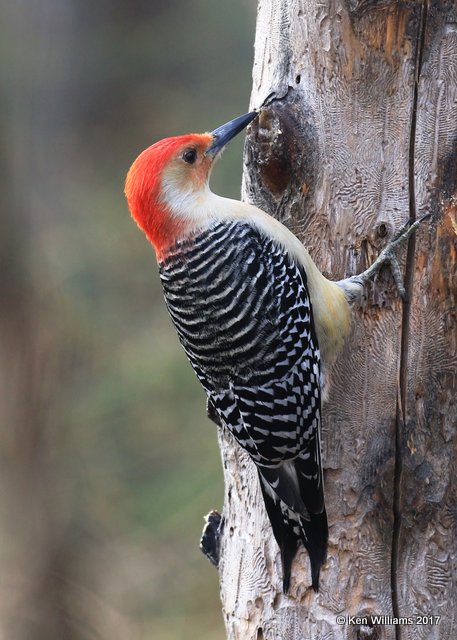 Red-bellied Woodpecker male, Rogers Co yard, OK, 1-21-17, Ja_00730.jpg