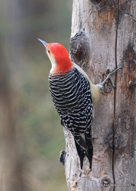 Red-bellied Woodpecker male, Rogers Co yard, OK, 1-21-17, Ja_00731.jpg