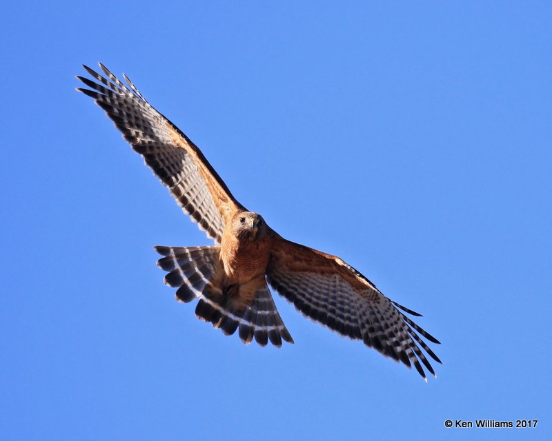 Red-shouldered Hawk, Payne Co, OK, 1-23-2017, Ja_01066.jpg