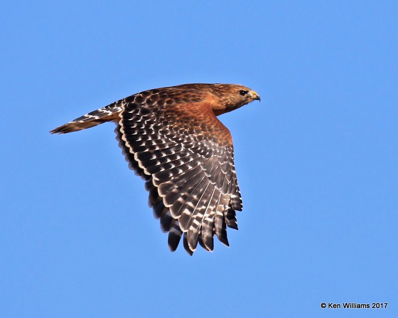 Red-shouldered Hawk, Payne Co, OK, 1-23-2017, Ja_01089.jpg