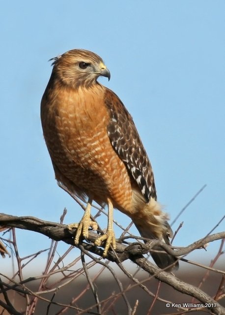 Red-souldered Hawk, Tulsa Co, OK, 1-10-17, Jpa_65392.jpg