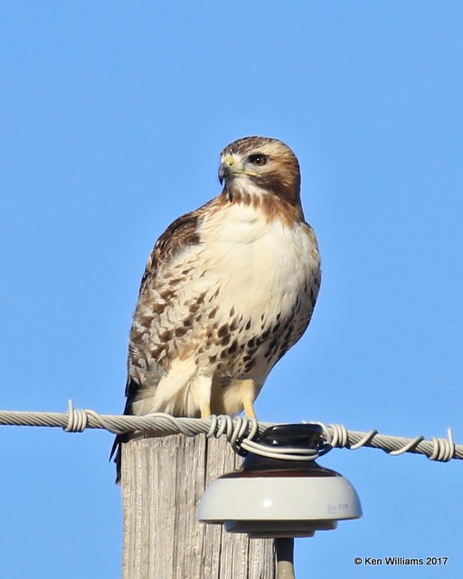 Red-tailed Hawk - Eastern, Osage Co, OK, 1-23-2017, Ja_01226.jpg