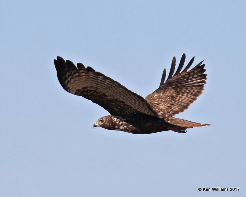 Red-tailed Hawk, Harlan's intermediate morph, Noble Co, OK, 1-23-2017, Ja_01128.jpg