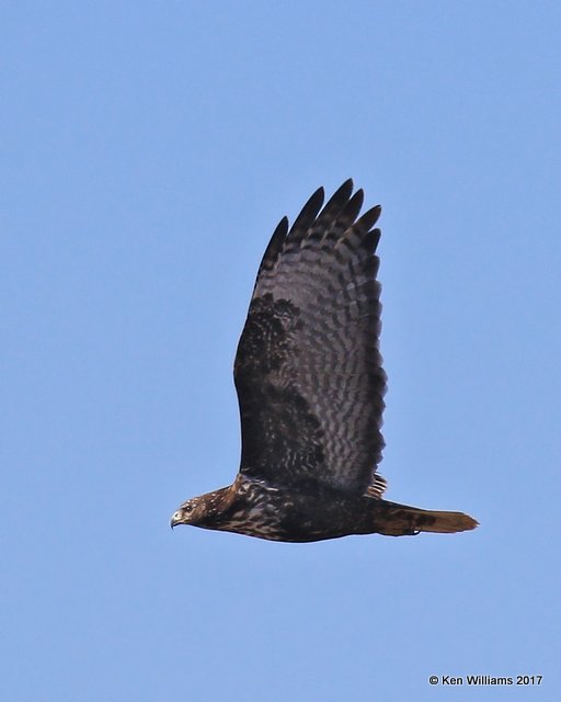 Red-tailed Hawk, Harlan's intermediate morph, Noble Co, OK, 1-23-2017, Jaa_01134.jpg