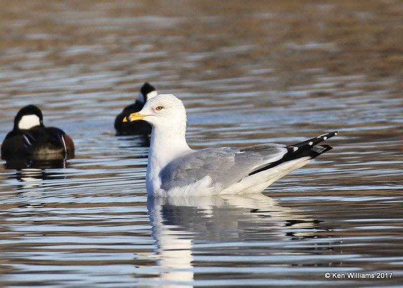 Ring-billed Gull, Tulsa Co, OK, 1-.1-17, Ja_02413.jpg