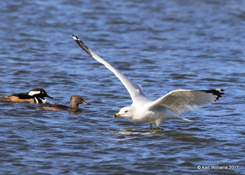 Ring-billed Gull, Tulsa Co, OK, 1-24-17, Ja_01722.jpg