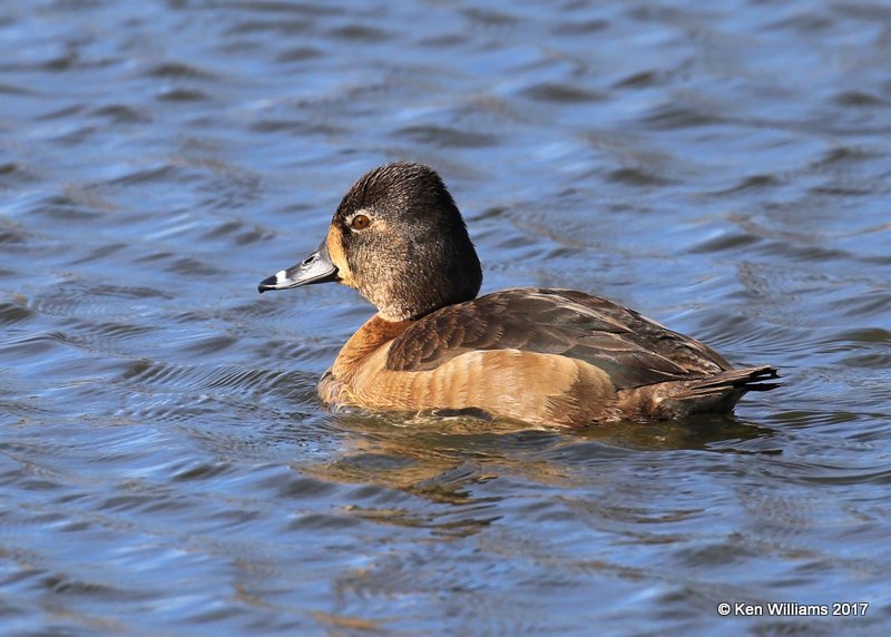 Ring-necked Duck female, Tulsa Co, OK, 1-24-17, Ja_01719.jpg